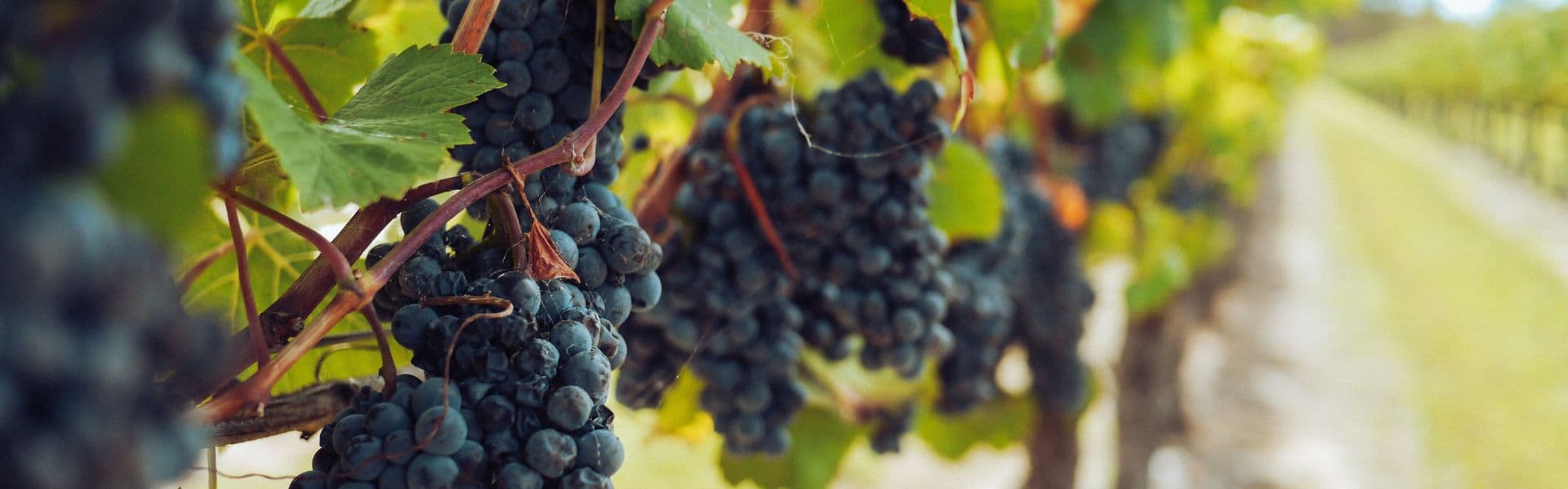 Large clusters of purple grapes on vines in a lush vineyard