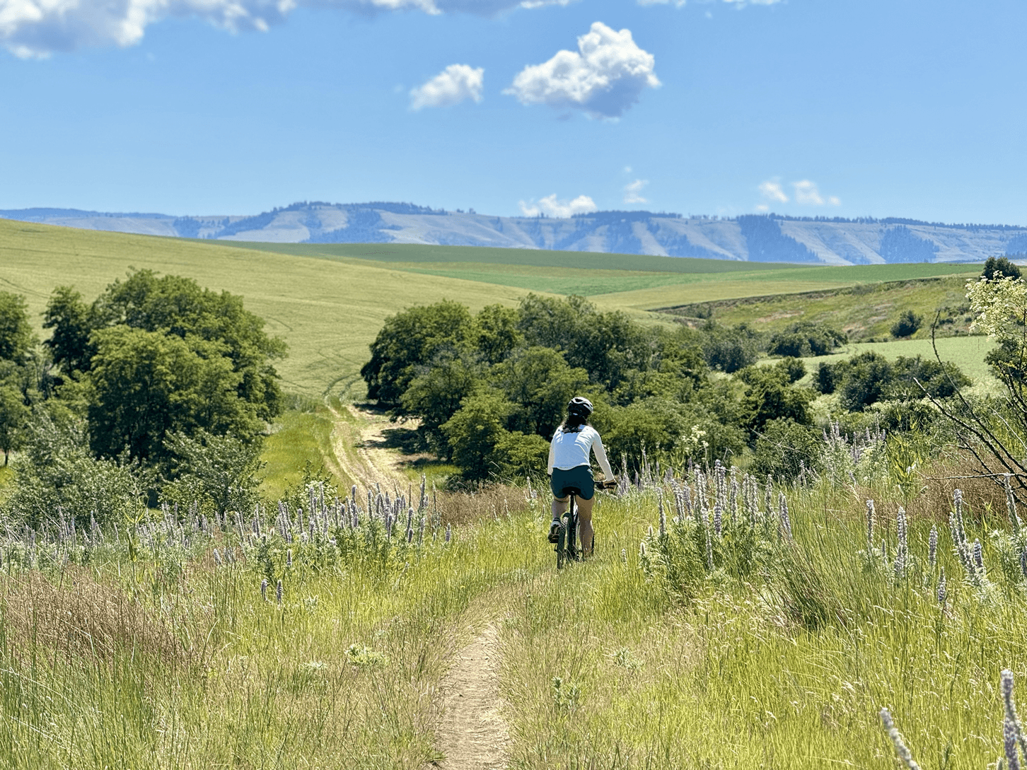 A woman on a bicycle on a path in a large farmland open landscape with trees