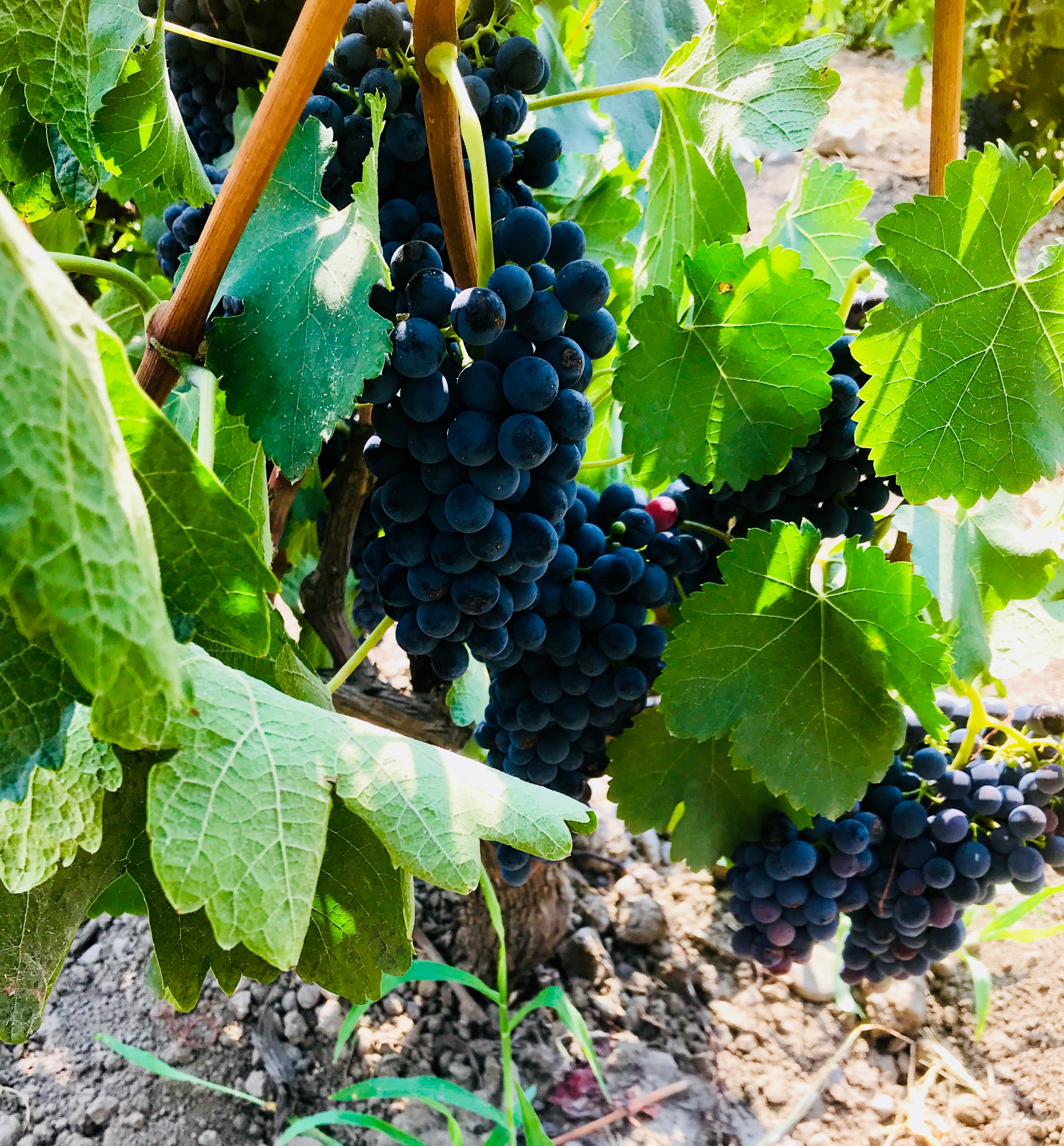 Large bunches of purple grapes hanging on a vine with bright green leaves