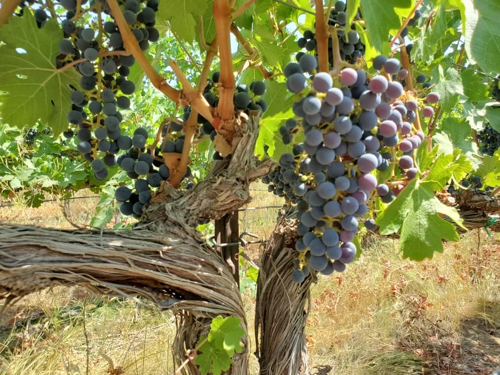 Walla Walla Wine Walla Walla Wine