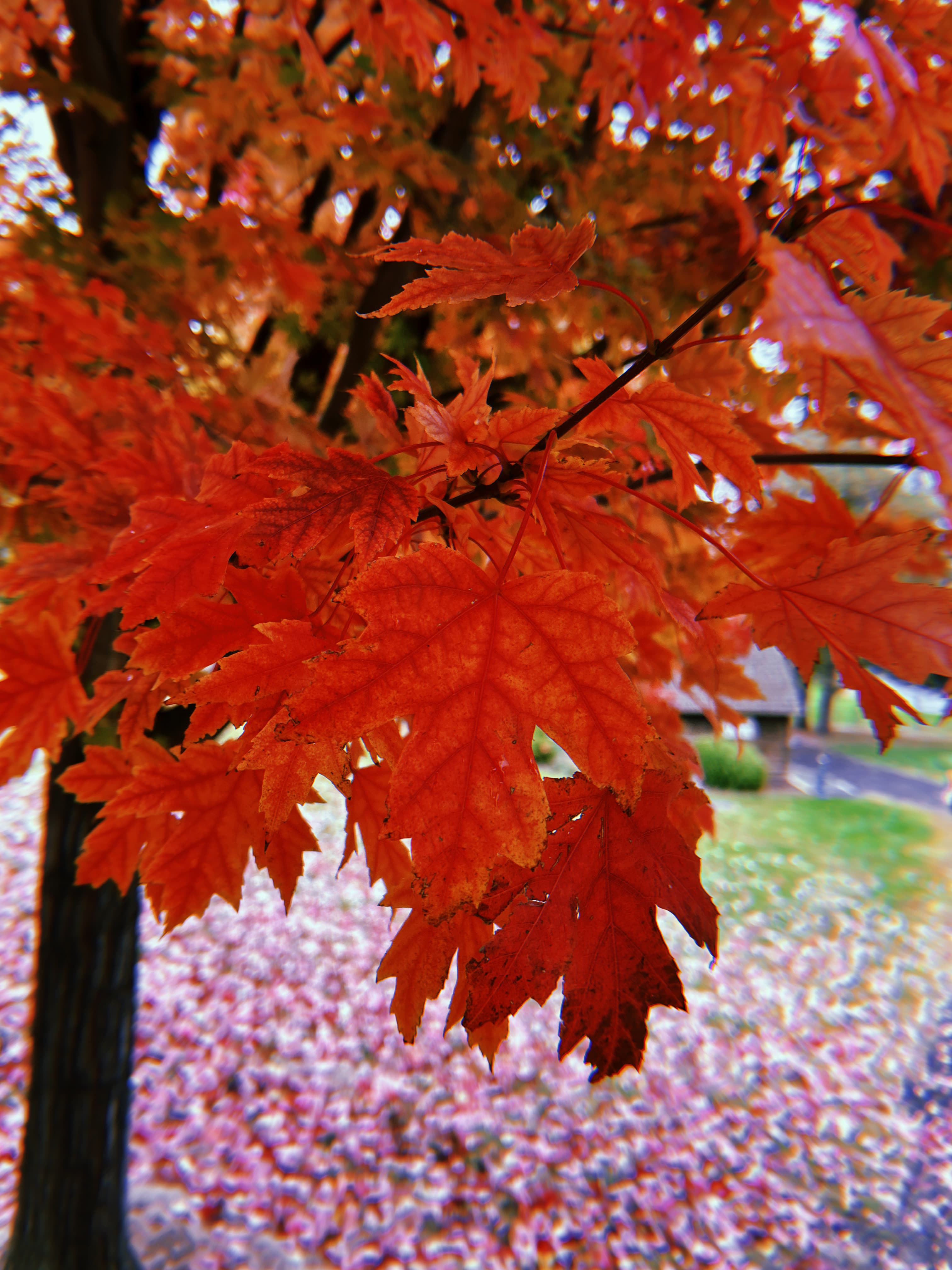 Fall Wine Experiences in Walla Walla Fall Wine Experiences in Walla Walla